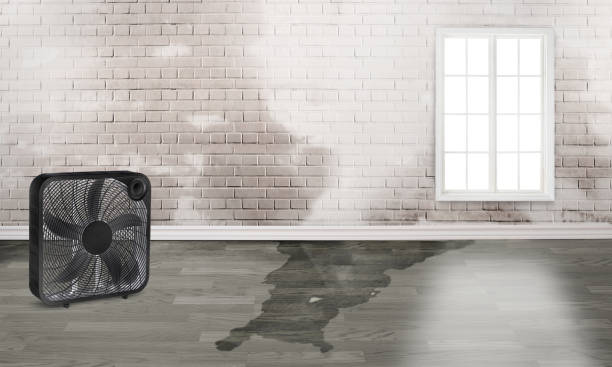 Best Basement water damage restoration  in Paterson, NJ